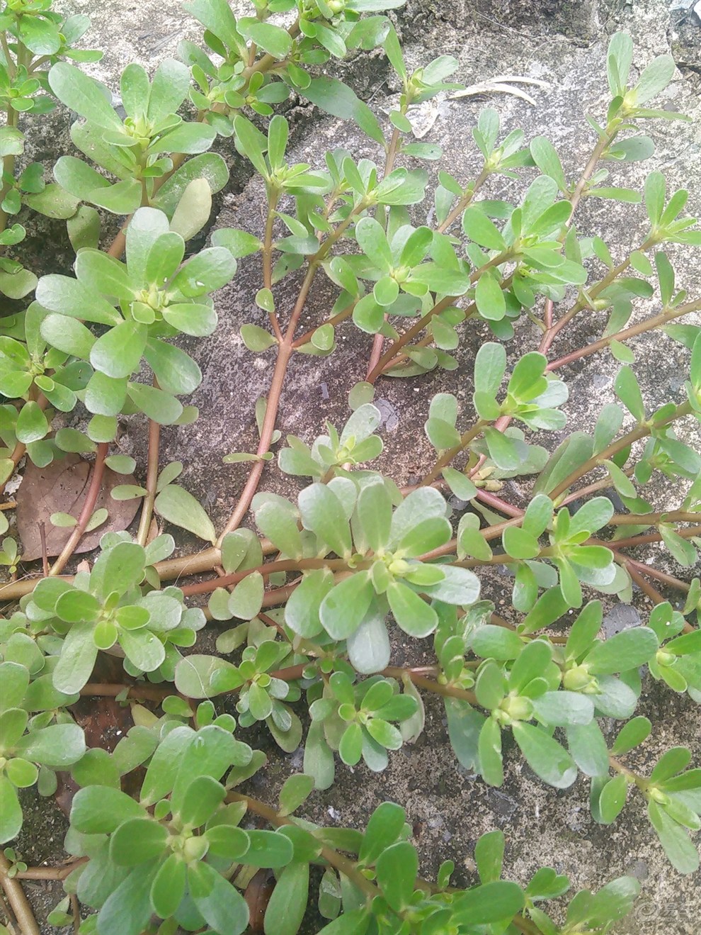 马齿笕类植物如何繁殖