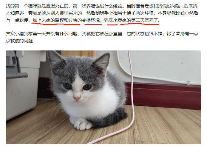 大家说的猫咪应激指的是什么？猫的应激反应有多恐怖？了解一下