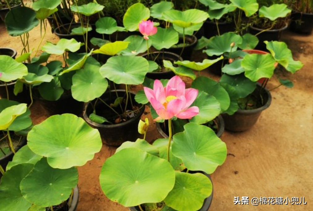 北京花卉市场（北京最大的绿植批发市场）