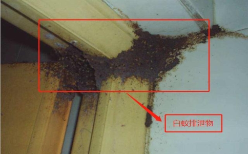 专业灭白蚁公司为何能有效灭白蚁？全靠这点