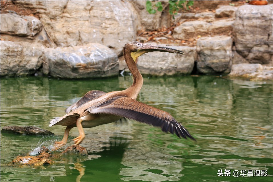 鹈鹕图片(您认识鹈鹕吗，它可是一种爱情专一的大型水禽哦  ！)