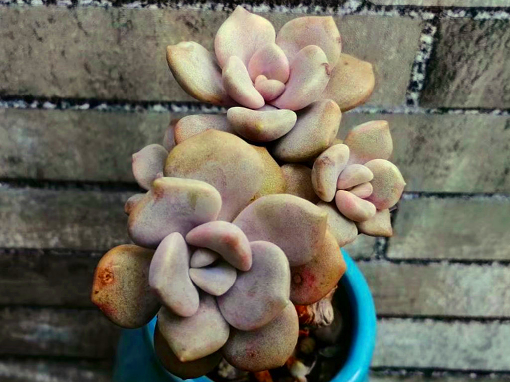 三色诺玛多肉怎么养正确方法「专业回答」 -骁龙网