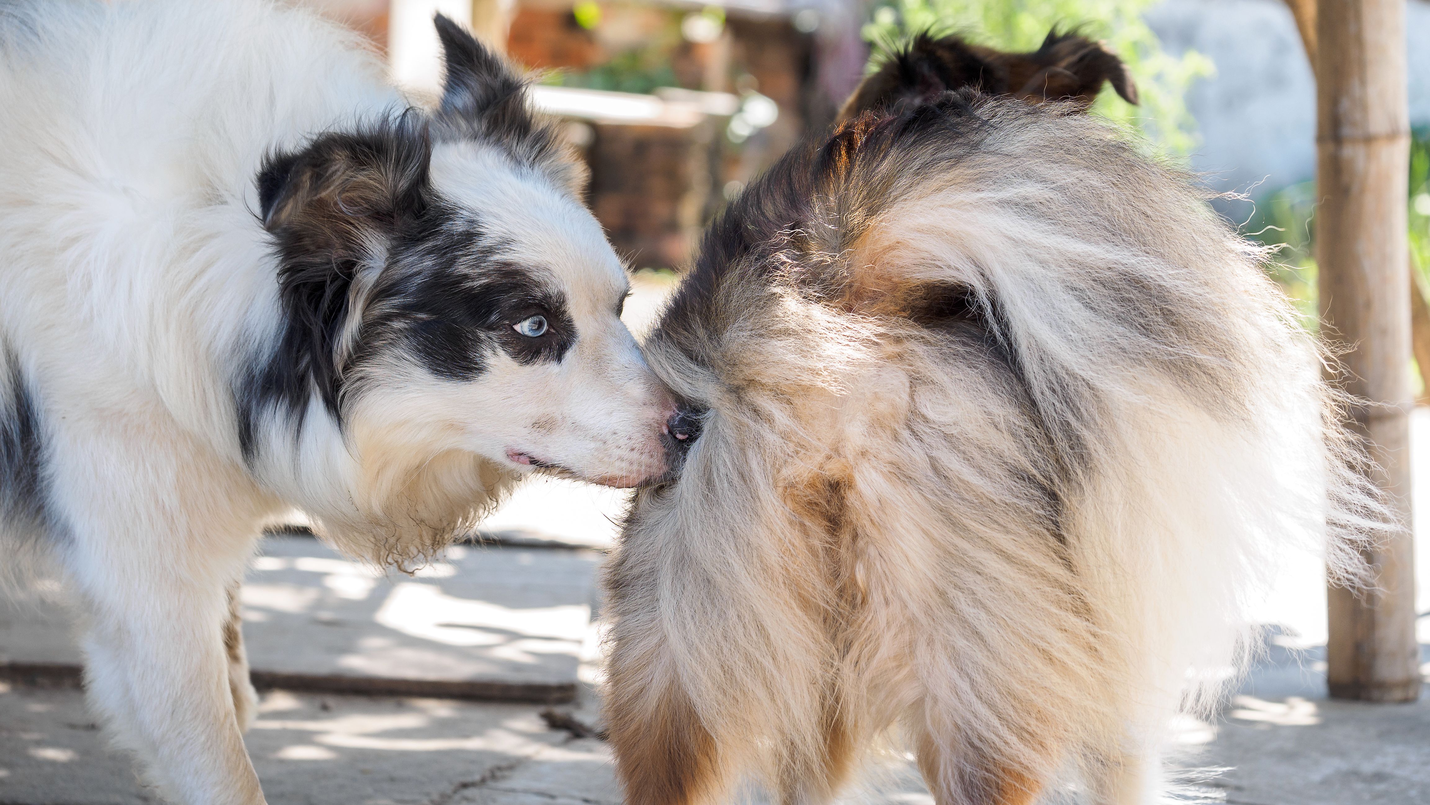 为什么我家的狗那么变态？和别家母狗一见面，就追着人家屁股闻？