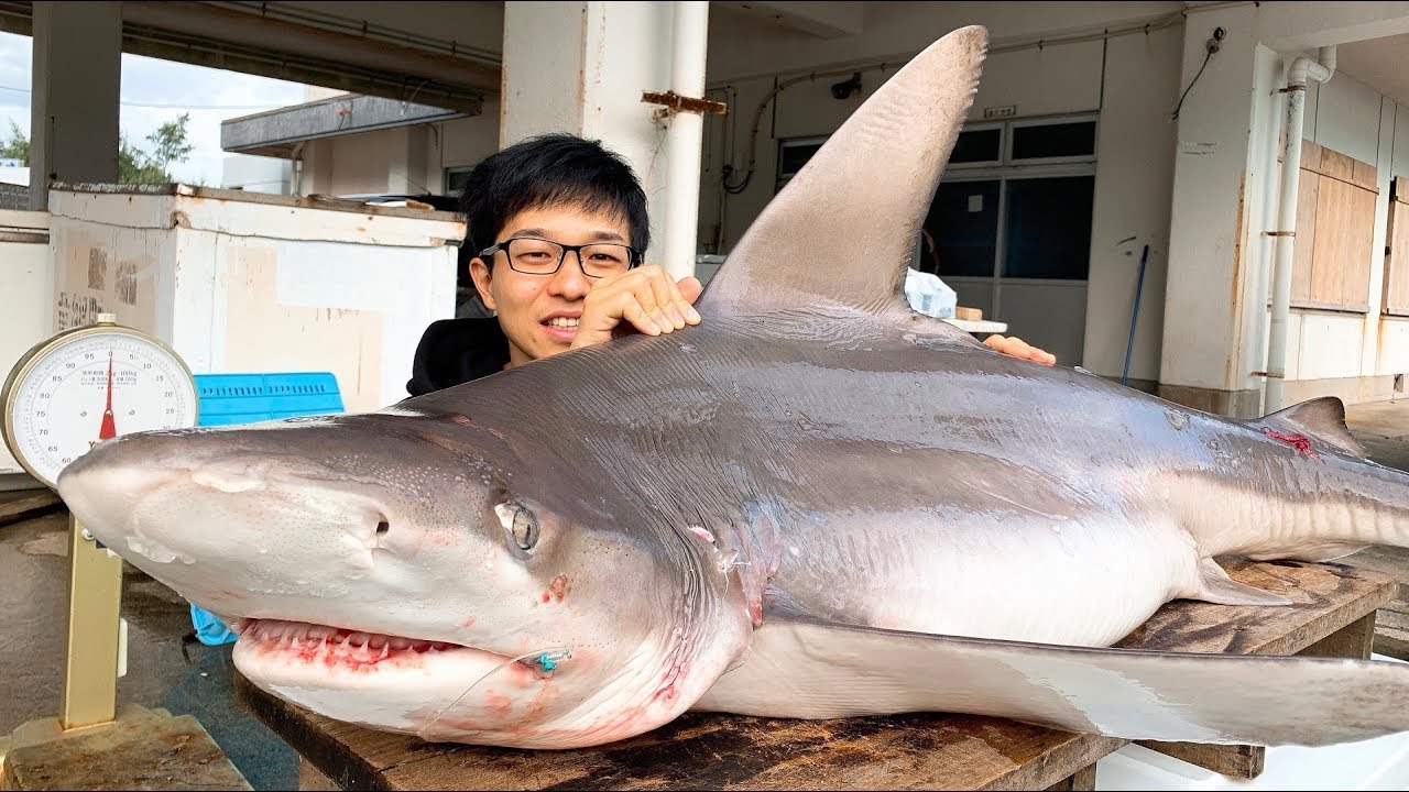 鯊魚都能做刺身,尿素味爆棚,鯊魚頭直接上桌生啃