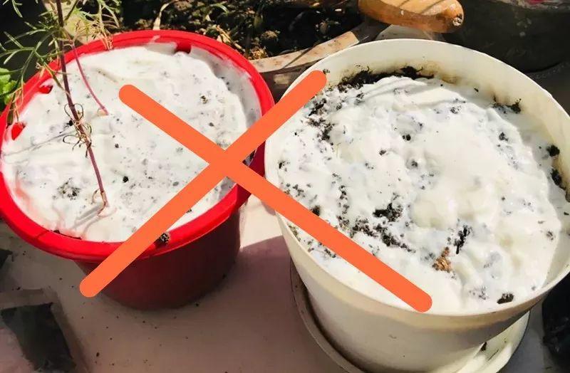 盆里倒一瓶牛奶，虫子全赶跑，叶子油绿发亮还茂盛！