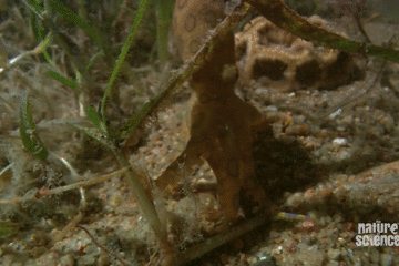 藍環章魚,藍環章魚有多毒