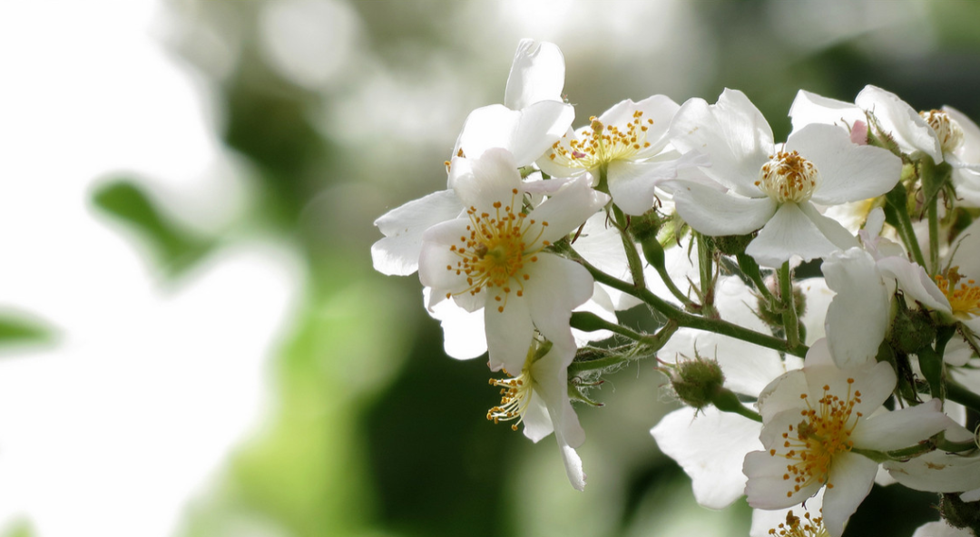 【诗词鉴赏】吹到荼蘼花信，春季最后盛放的花—荼蘼