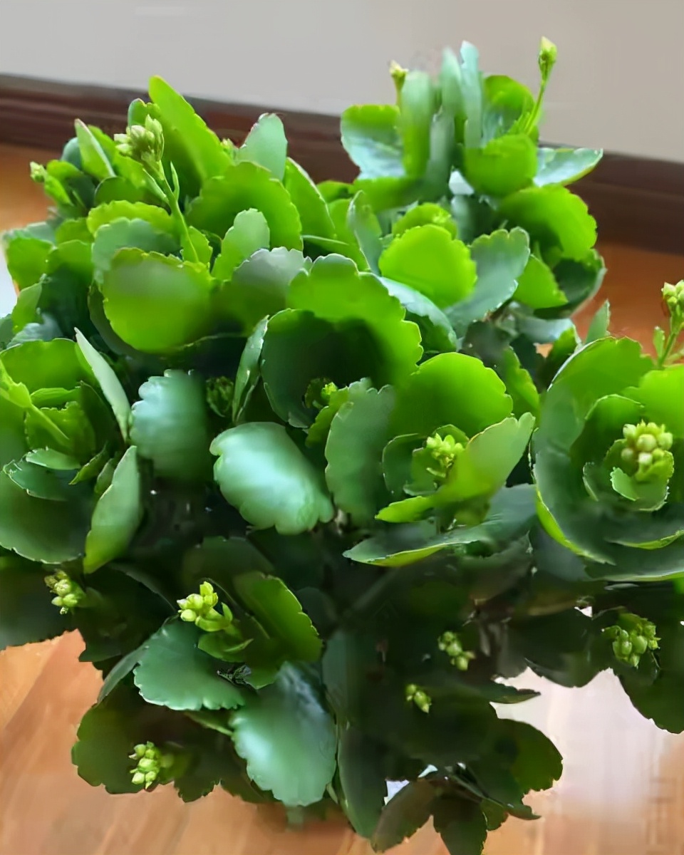长寿花有“4喜”和“3怕”，冬天养护尤其要注意