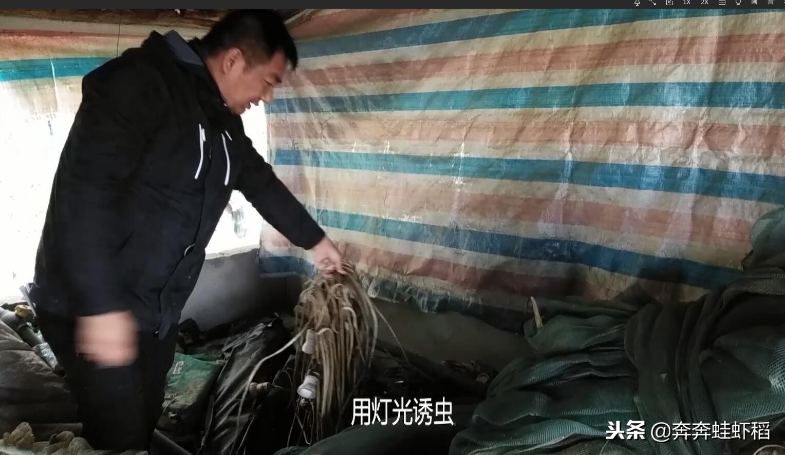 青蛙養殖成本,青蛙養殖一畝要多少錢