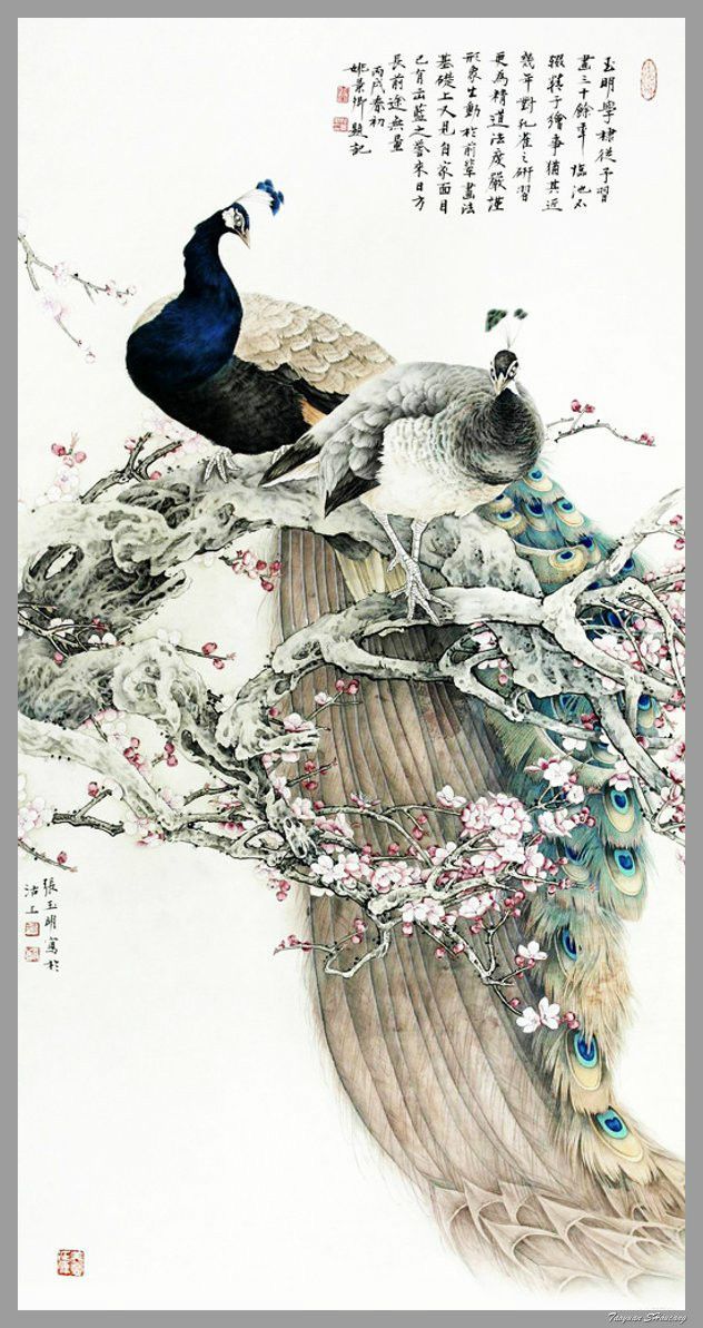 高贵,冷艳的白孔雀