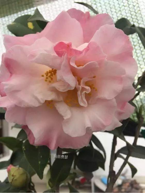 彩虹,天鹅,茶花的这些名字,比花还吸引人!