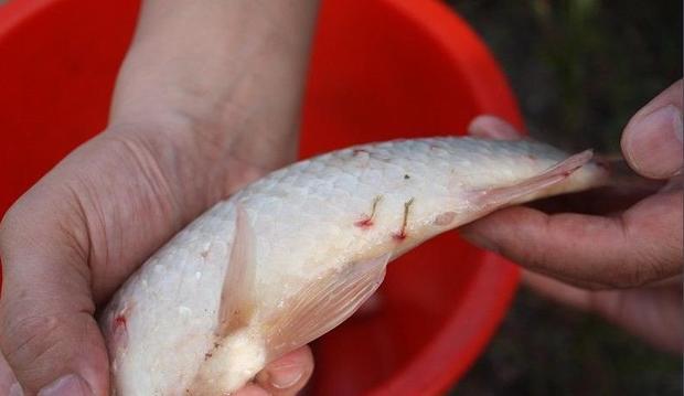 鱼身鳞片上有血点或红斑——鱼类寄生虫锚头鳋的防控浅谈