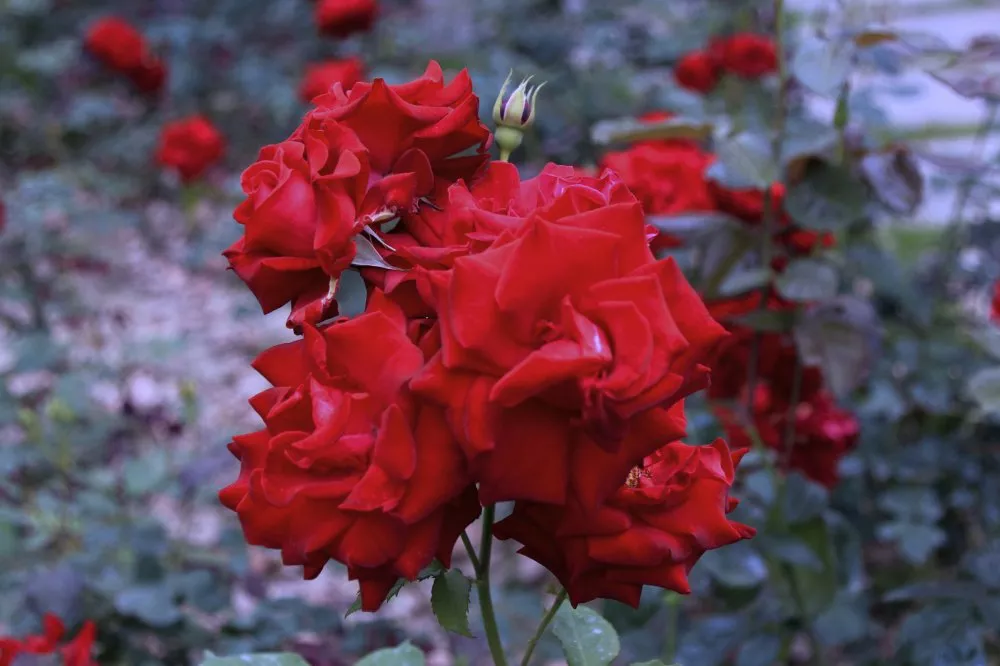 红玫瑰适合送什么人（玫瑰的寓意和数量代表含义）