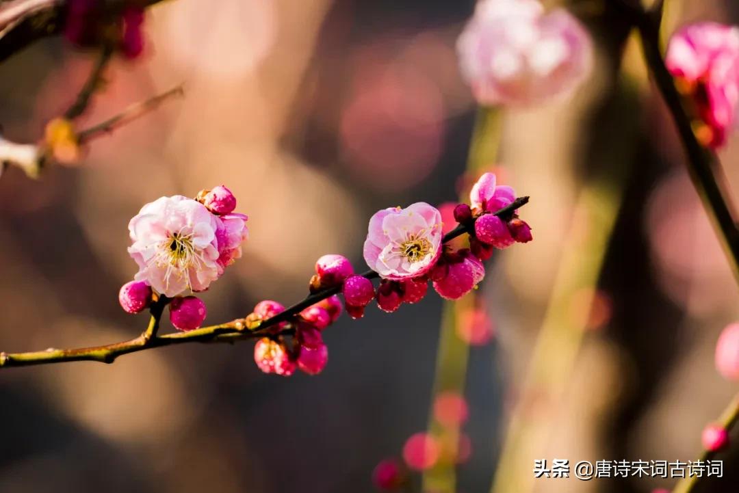 古诗词里的梅花，美得彻骨