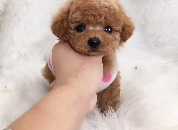 泰迪2个月吃什么狗粮?要保证提供充足营养,还得好消化口味好