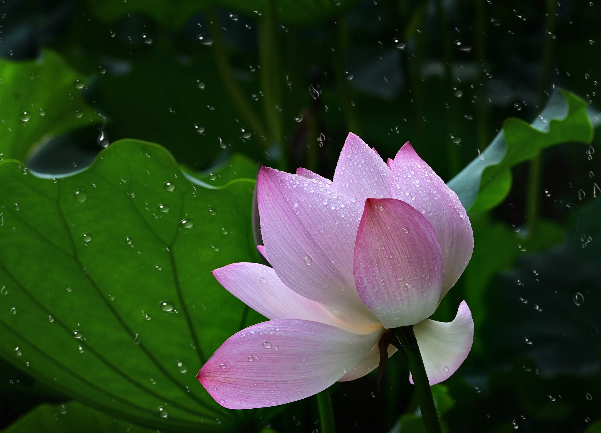 同题诗｜雨/绝句集萃｜幽香拂面静山空，碧水波湾醉眼瞳