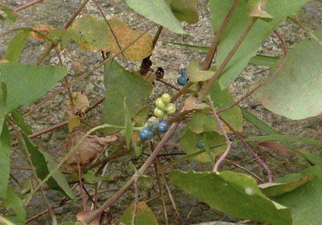 刺犁头草的功效与作用(刺犁头草的功效与作用)-我的快乐小窝