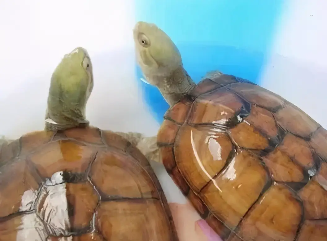 乌龟的种类图片及名称（乌龟的品种图片）