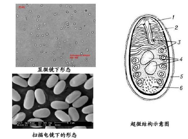 蓝鲸有多重(动物中蓝鲸最大，蚂蚁最小？这种动物体重只有蚂蚁的50万亿分之一)