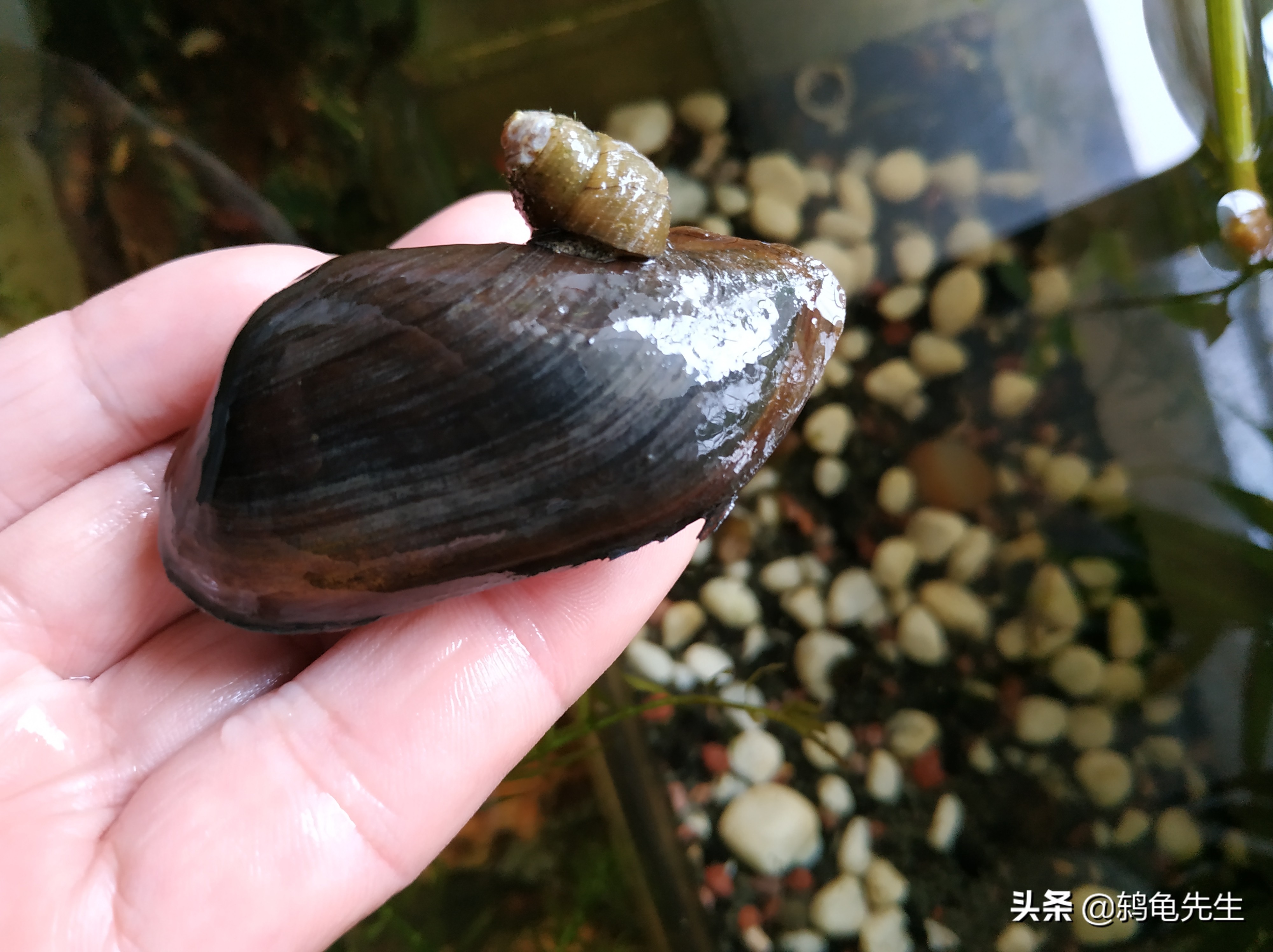 鱼缸中净化水质的河蚌为何总死？这是方法不对，套缸饲养简单方便