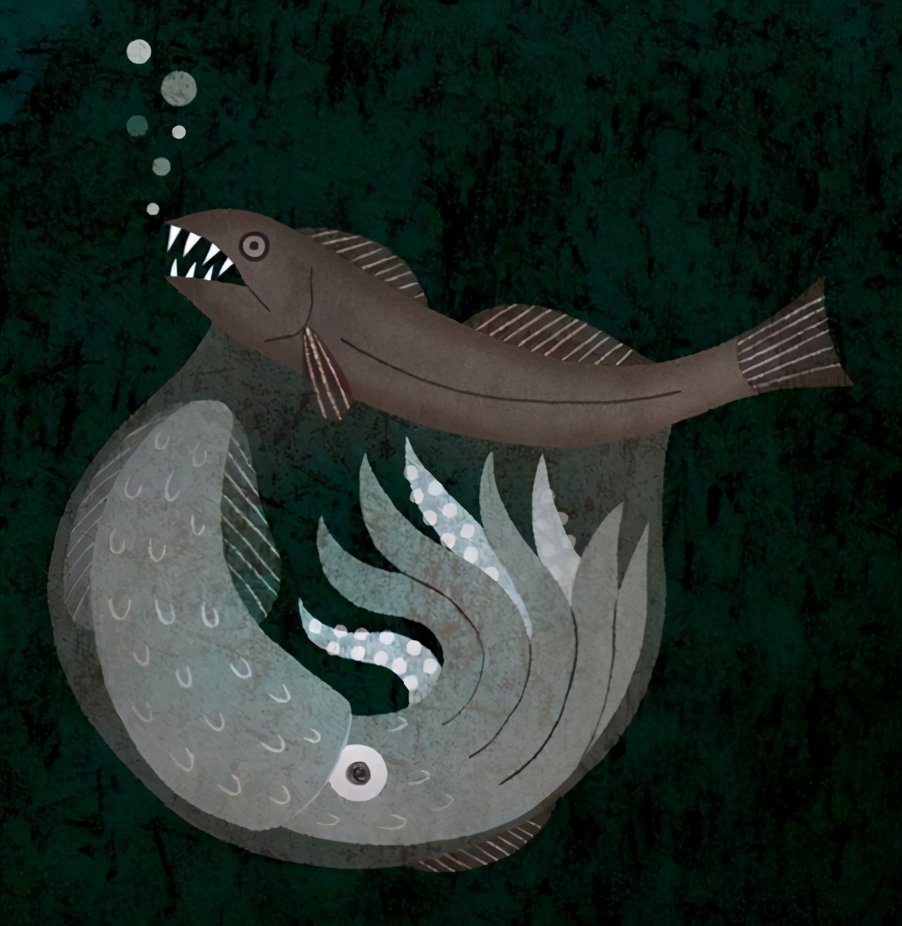 黑叉齿鱼：深海恐怖吃货，能吞下自身10倍体重的猎物，且不被撑死