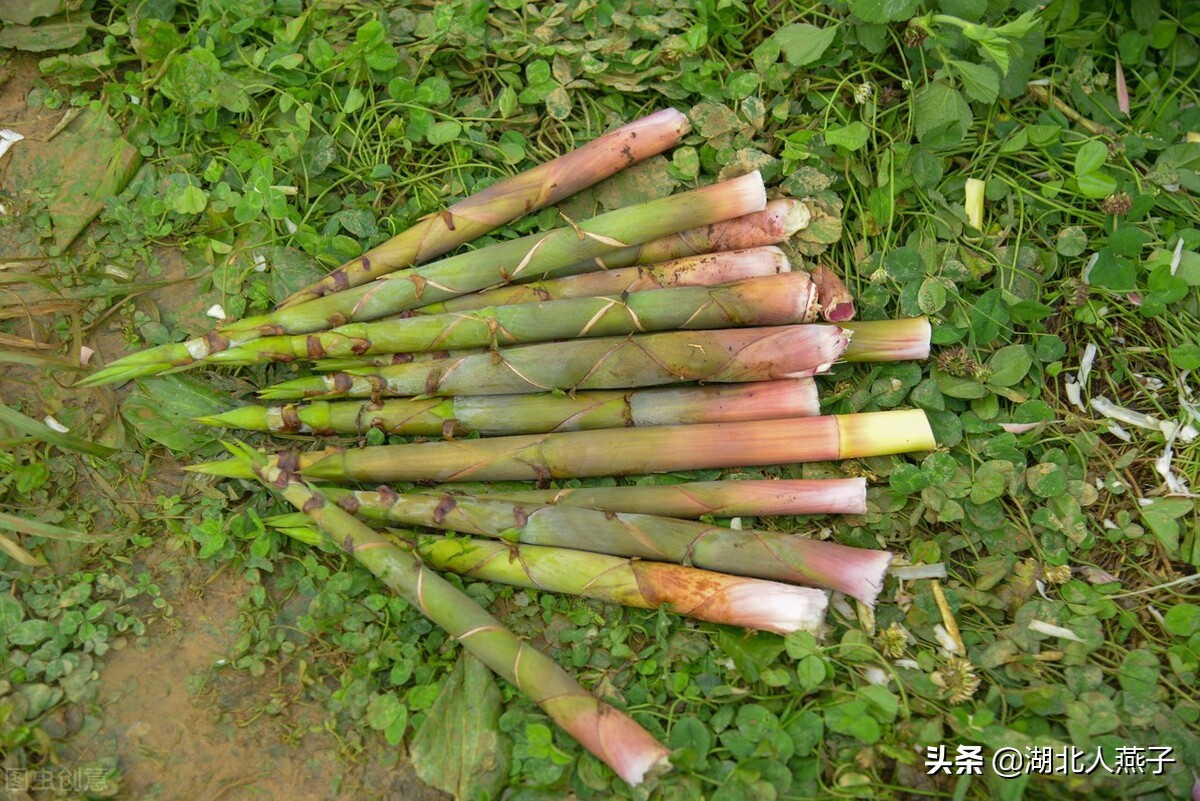 39种野菜图片，教你认识不同的野菜和吃法，你想要的野菜这里都有