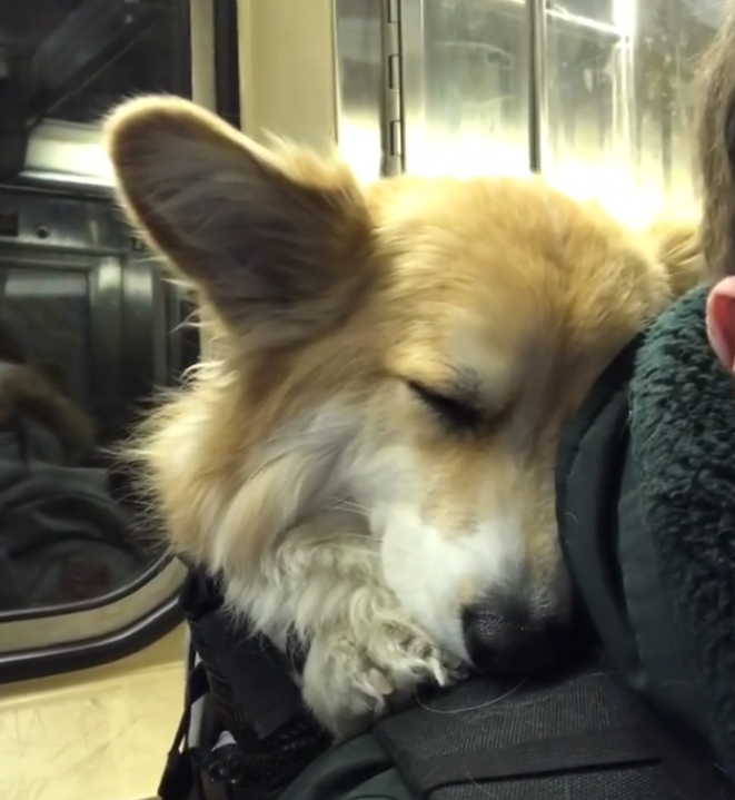 主人背着柯基狗狗坐地铁，柯基全程睡翻，怎么还没到站啊