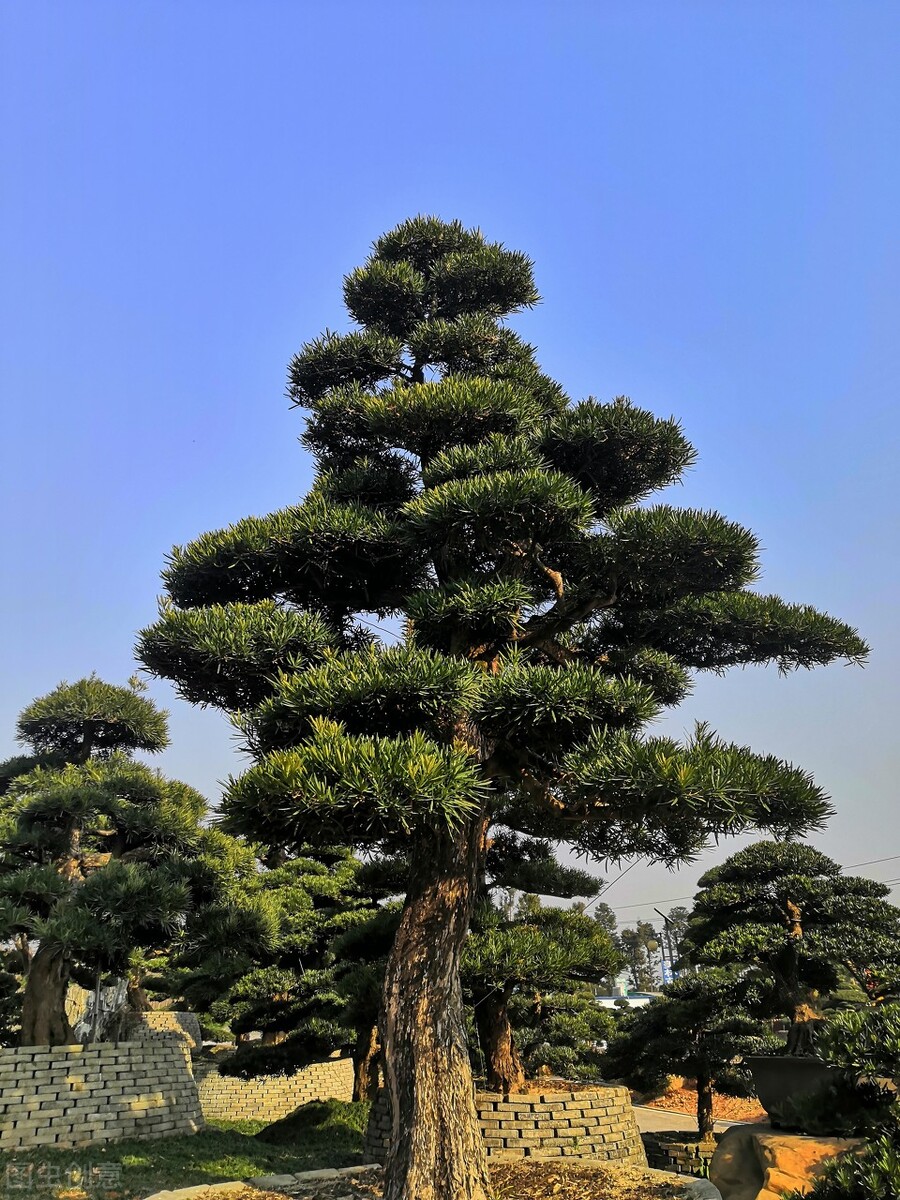 院子里有空地要种三种树，没空地挤挤也要种，寓意深远