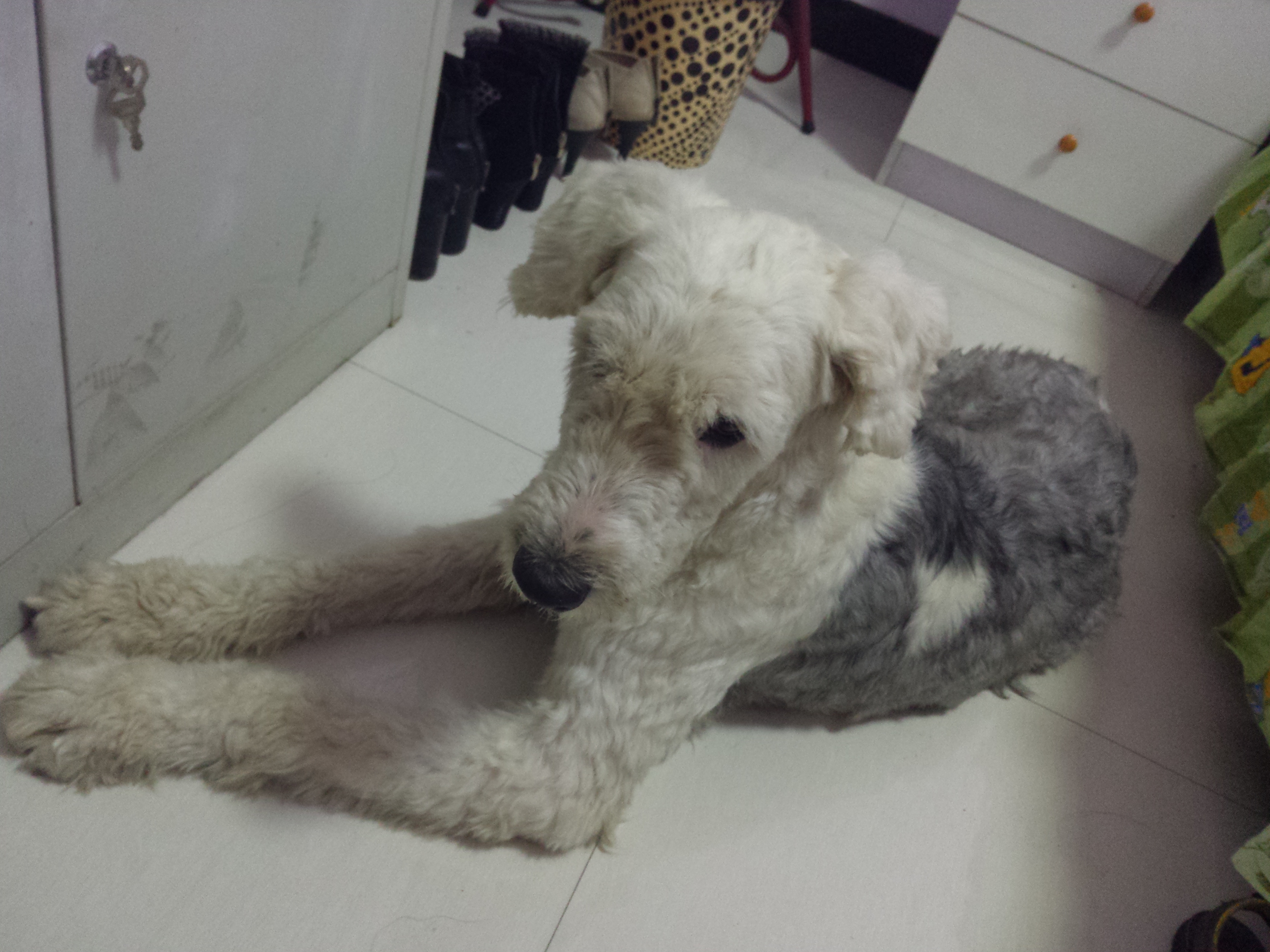 没钱没能力的时候，请不要养古代牧羊犬