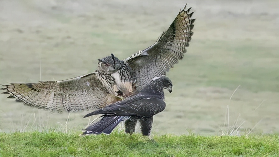 猫头鹰从不自己筑巢，都是抢，为什么？战斗力爆表，是鹰的天花板