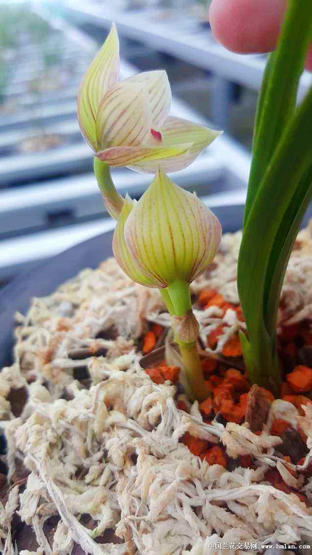 花中君子 | 100种名贵兰花图鉴