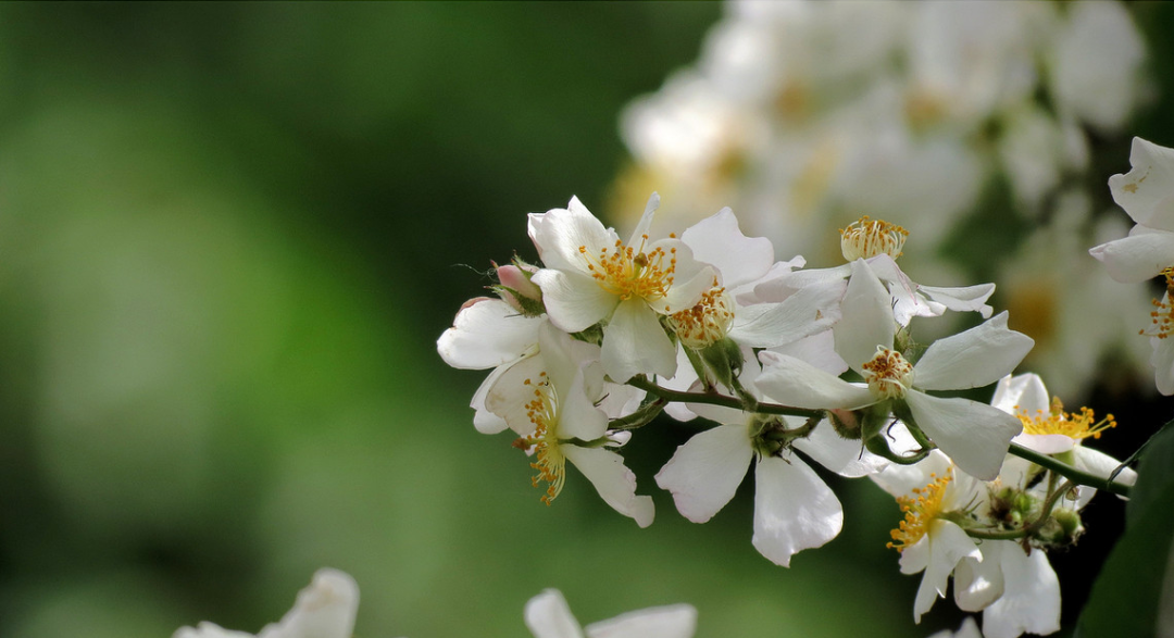 【诗词鉴赏】吹到荼蘼花信，春季最后盛放的花—荼蘼