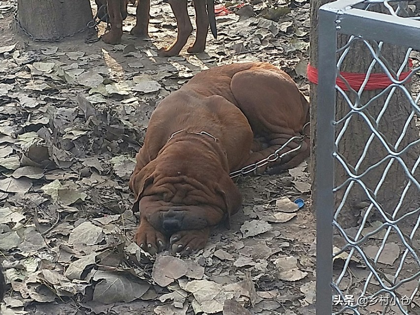 中亚猎狼犬，高狼，东北虎，比特等各种猛犬，农村狗市应有尽有