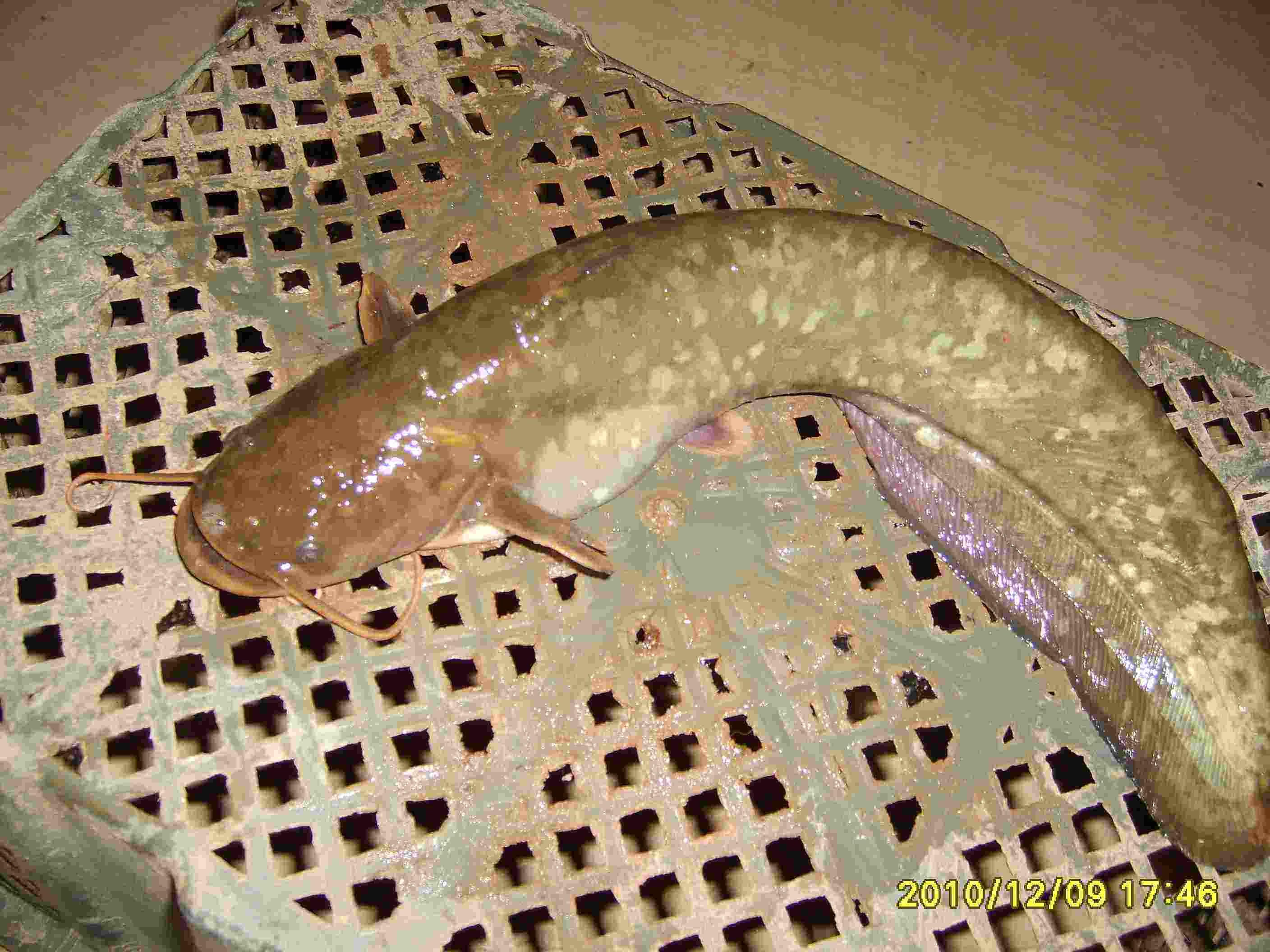 七星塘虱鱼3,埃及胡子鱼:埃及胡子鱼是外来鱼种,与塘虱鱼和本土鲶鱼