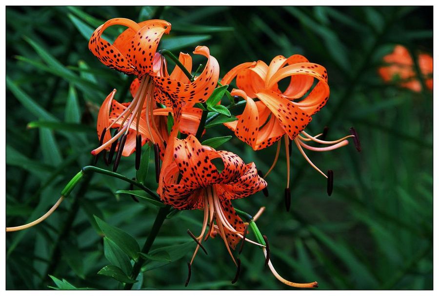 百合花的图片,百合花的图片大全 最美