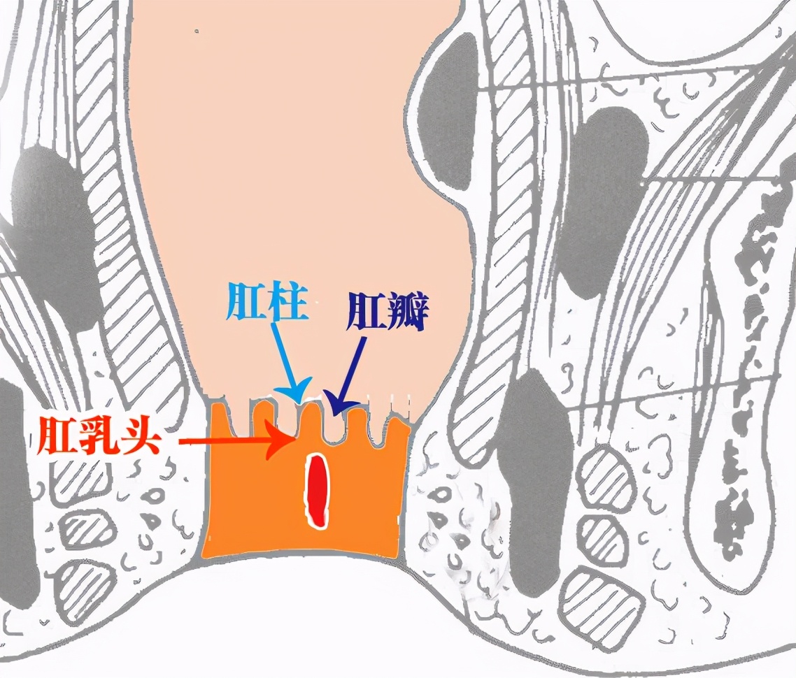 肛门解剖结构图片(菊花残) 