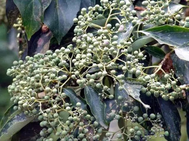 2013年,国家卫计委批准光皮梾木果油被为新的食用油原料.