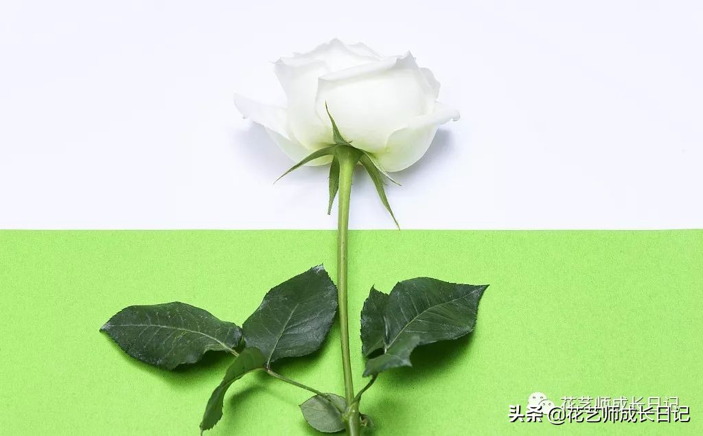 送几朵玫瑰花的含义和意思，66朵玫瑰花代表什么寓意