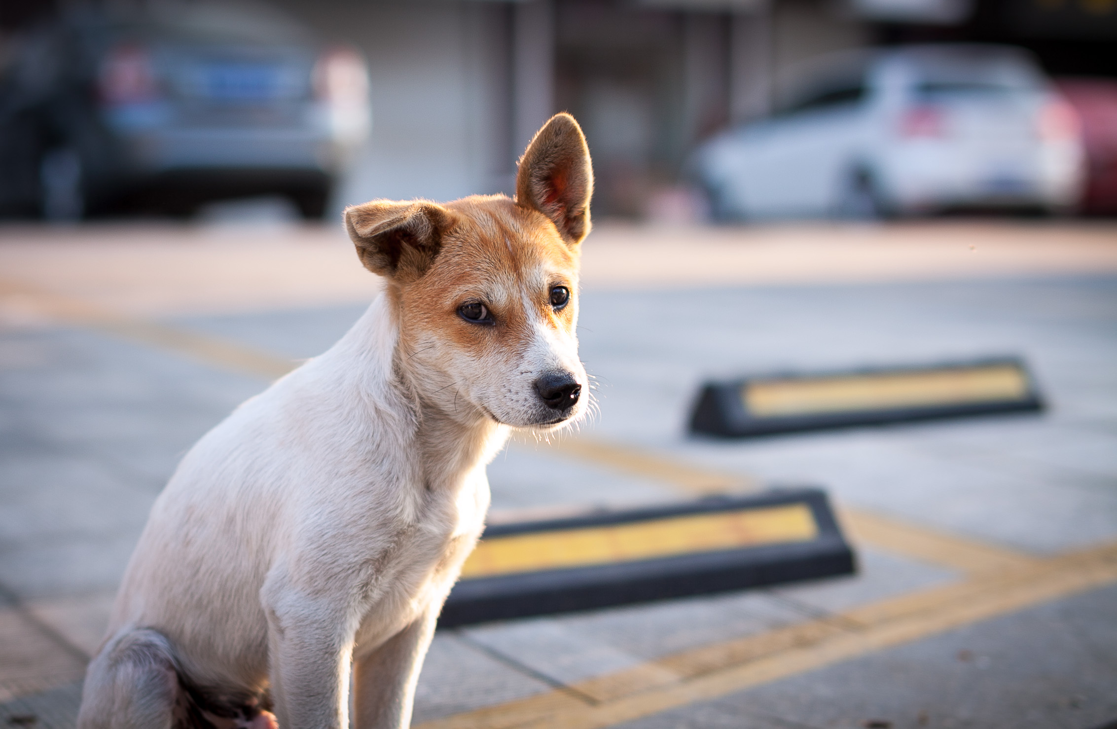 一只流浪狗的故事,真坚持不下去了
