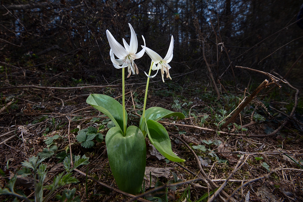 没有翅膀的猪牙花,如何才能环游世界?