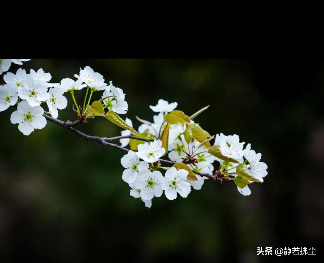 花语微吟：刹那芳华