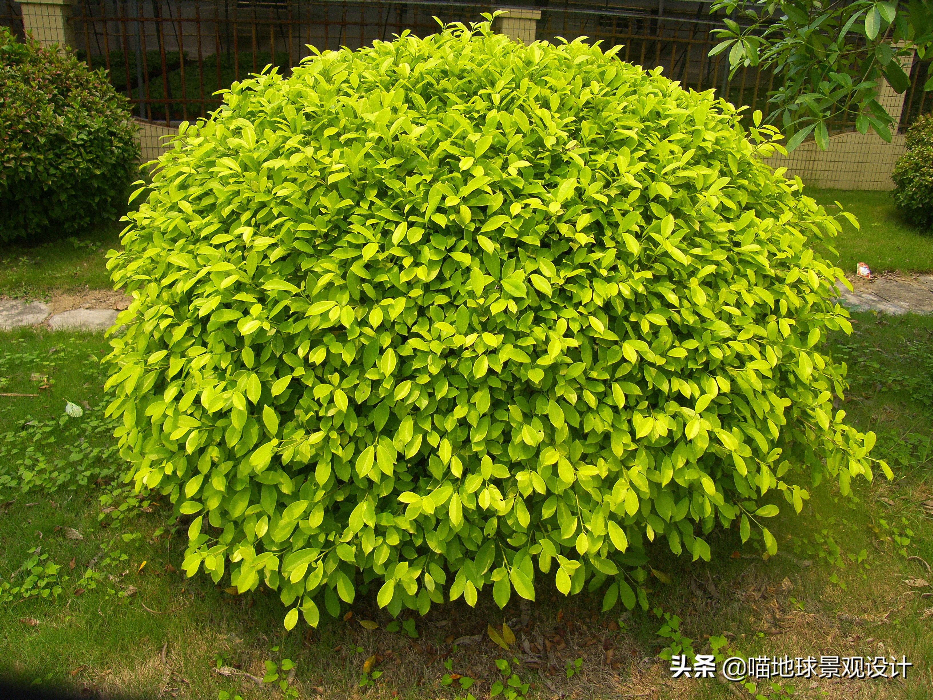 金叶女贞球图片（分享35种常见的球类灌木植物）