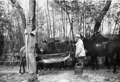 学生剧本微电影《穿军毯的大树》