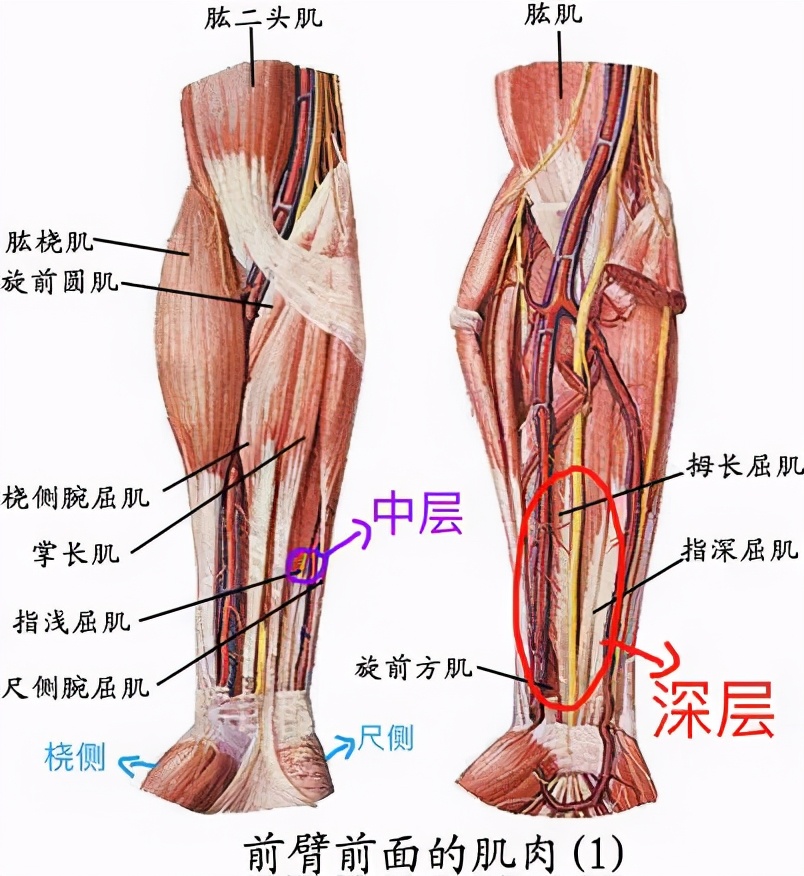 腕力球能锻炼到整体的小臂肌群而在腕力球的锻炼过程中,我们必须牢牢