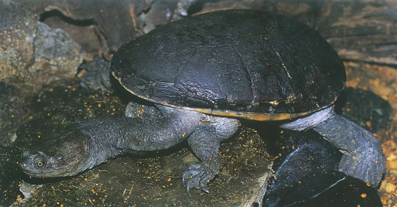 乌龟的种类图片及名称（乌龟的品种图片）