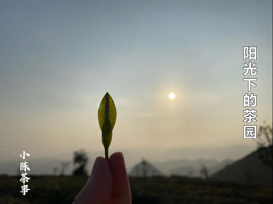 春茶季，除了白毫银针、白牡丹、春寿眉，说说太姥山的雾与露