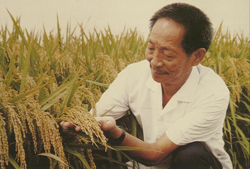 袁隆平：用一颗种子改变世界，身家千亿，却甘愿做个平凡的种田人