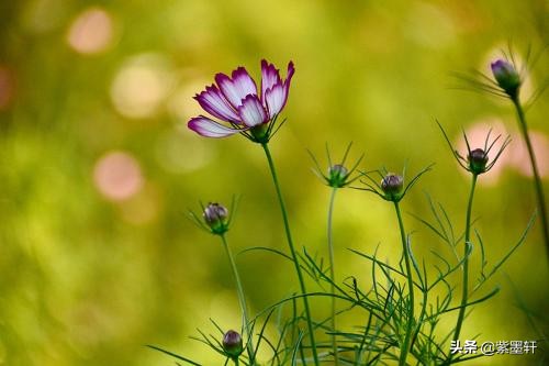 五律·惊蛰一声雷，春寒料峭裁。