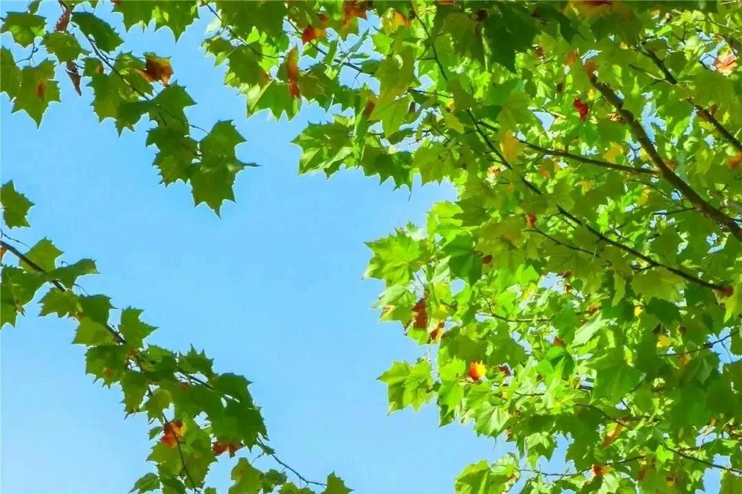 央视聚焦，中宣部“点赞”！湖北这所大学，坐落在5A级景区中