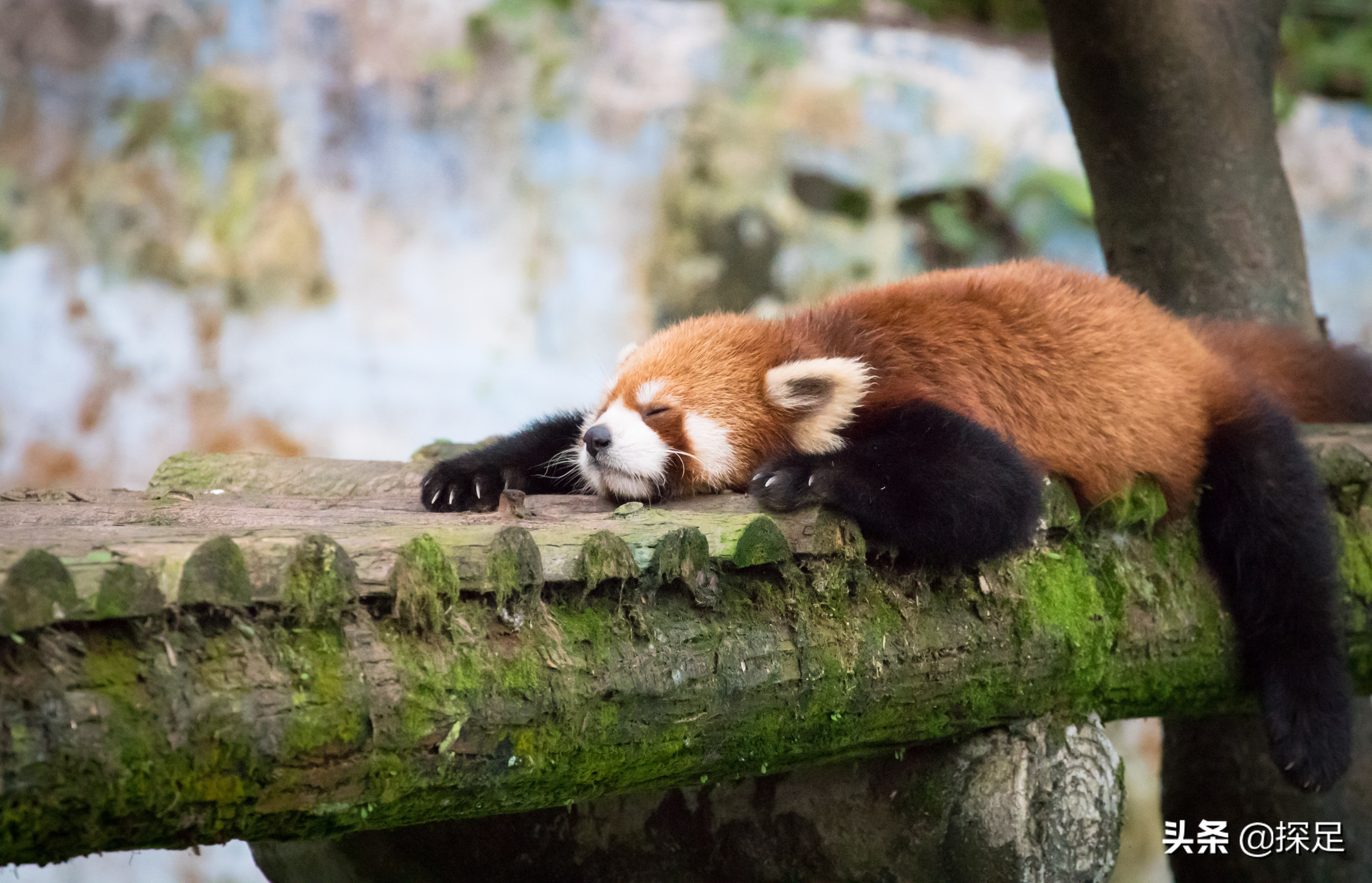 四川野生动物乐园 | 雅安碧峰峡野生动物世界